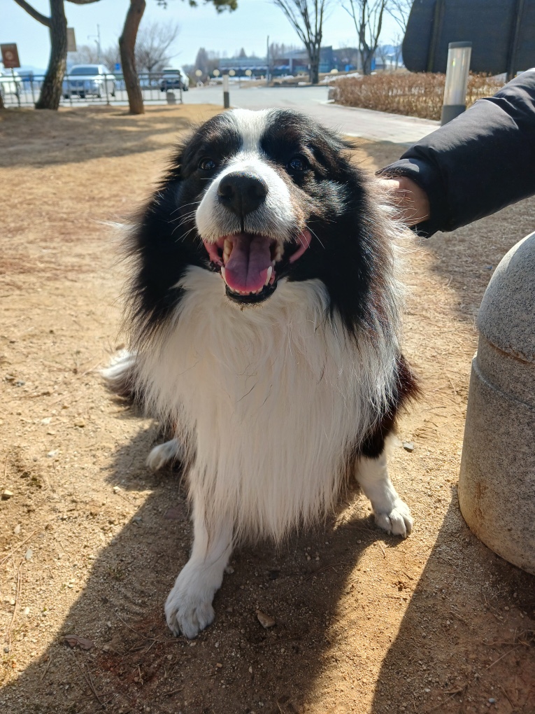 충주시동물보호센터_443439202500033