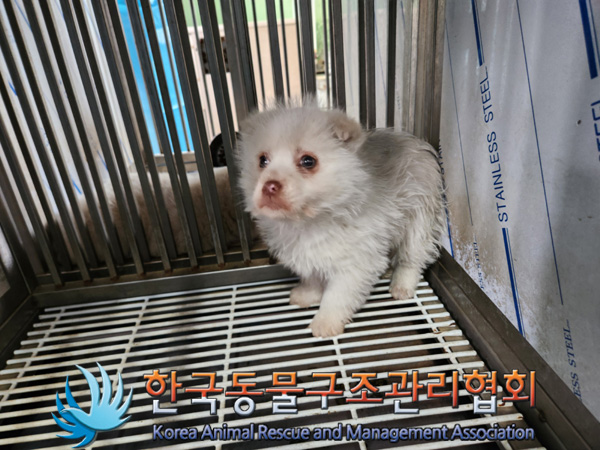 한국동물구조관리협회_441414202500068
