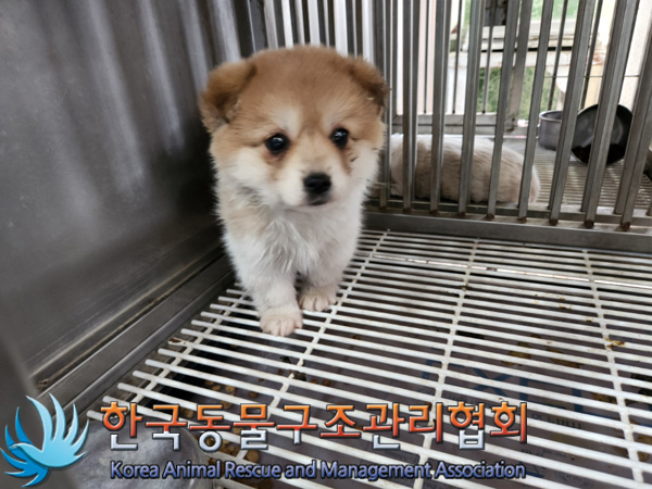 한국동물구조관리협회_441414202500067