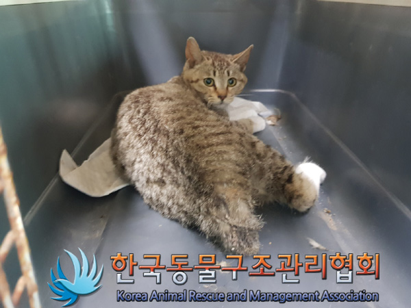 종료(안락사) 한국…