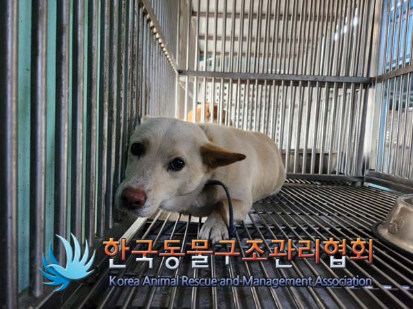 종료(안락사) 믹스…