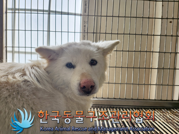 한국동물구조관리협회_441560202500166