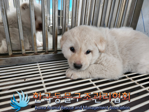 한국동물구조관리협회_441409202500184