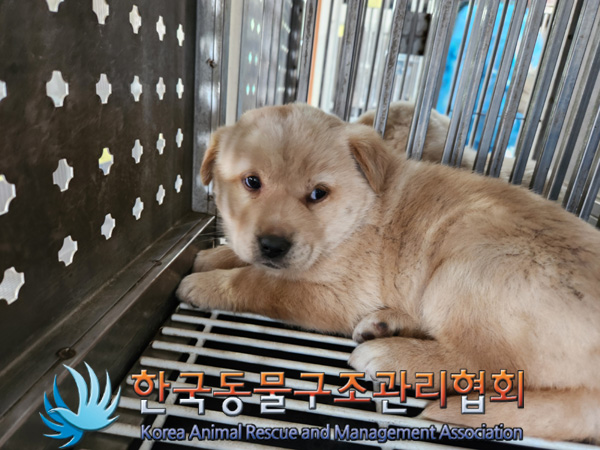 한국동물구조관리협회_441409202500181