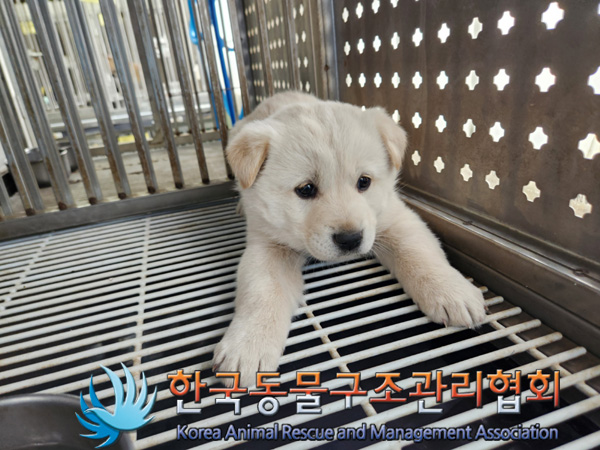한국동물구조관리협회_441409202500182
