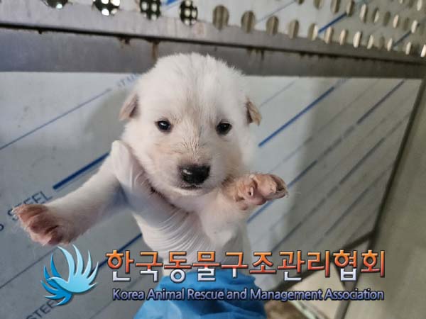 종료(자연사) 믹스…