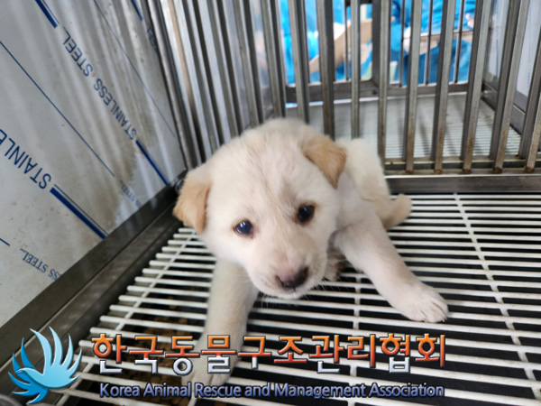 한국동물구조관리협회_441409202500179