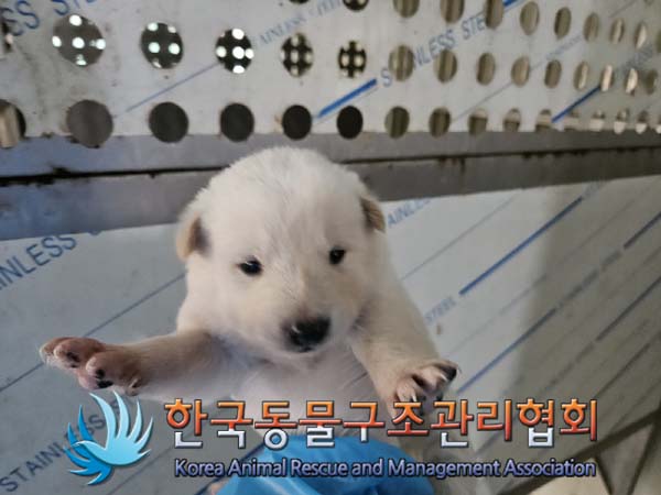 한국동물구조관리협회_441414202500074