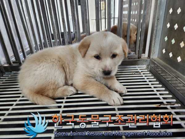 한국동물구조관리협회_441409202500180