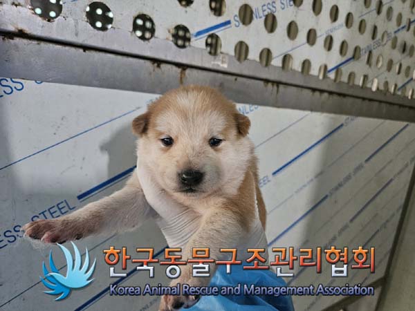 한국동물구조관리협회_441414202500076