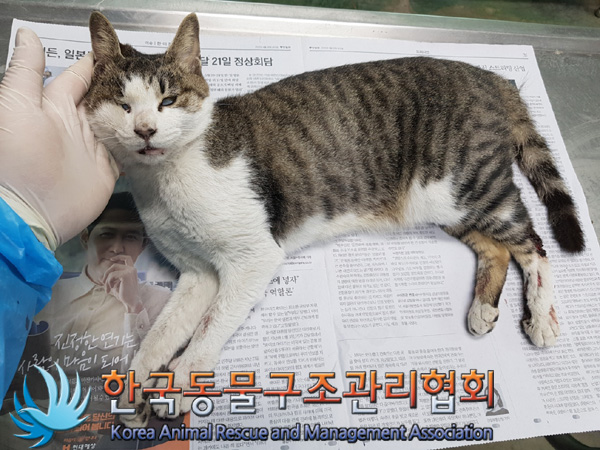 한국동물구조관리협회_411307202500013