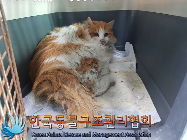 종료(입양) 노르웨…