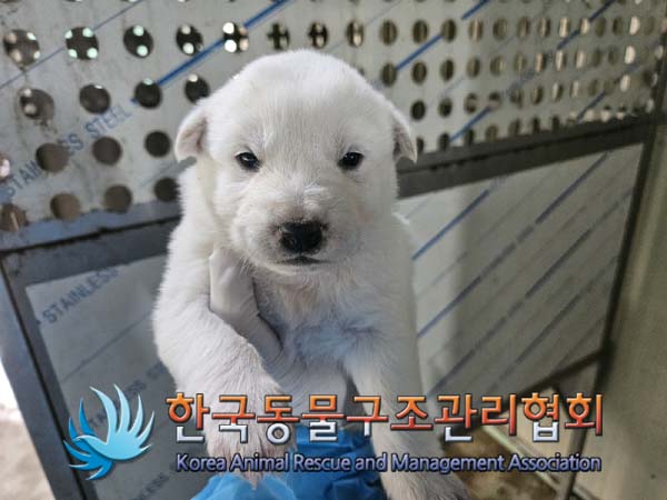 종료(자연사) 믹스…