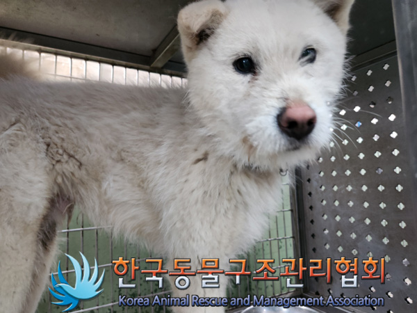 한국동물구조관리협회_441414202500069