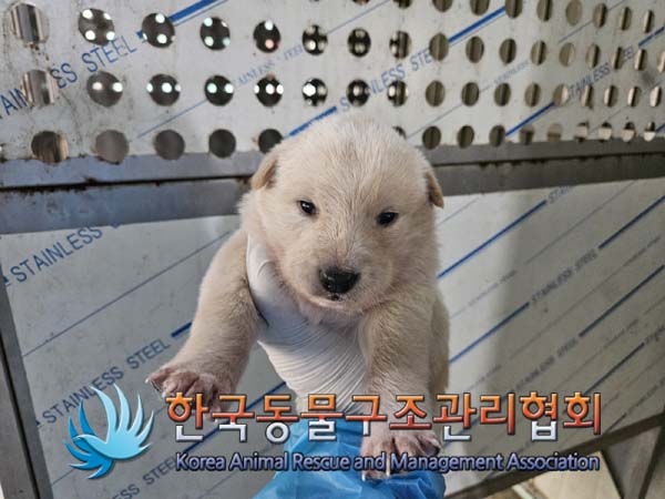 한국동물구조관리협회_441414202500075