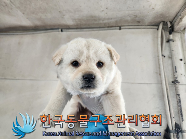 한국동물구조관리협회_441409202500185