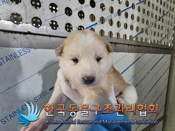 한국동물구조관리협회_441414202500077