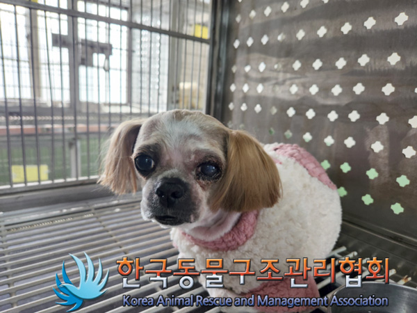 보호중 시츄의 가족…