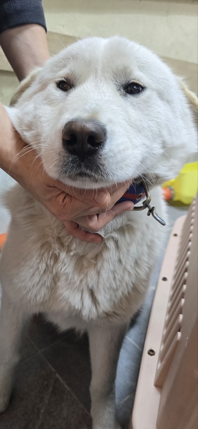 안성시 동물보호센터_441408202500134