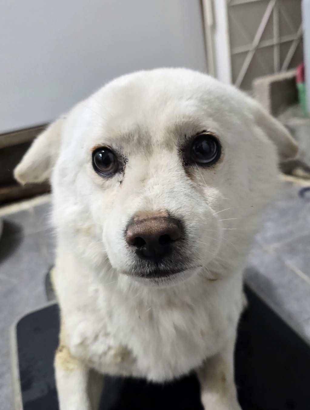 안성시 동물보호센터_441408202500138