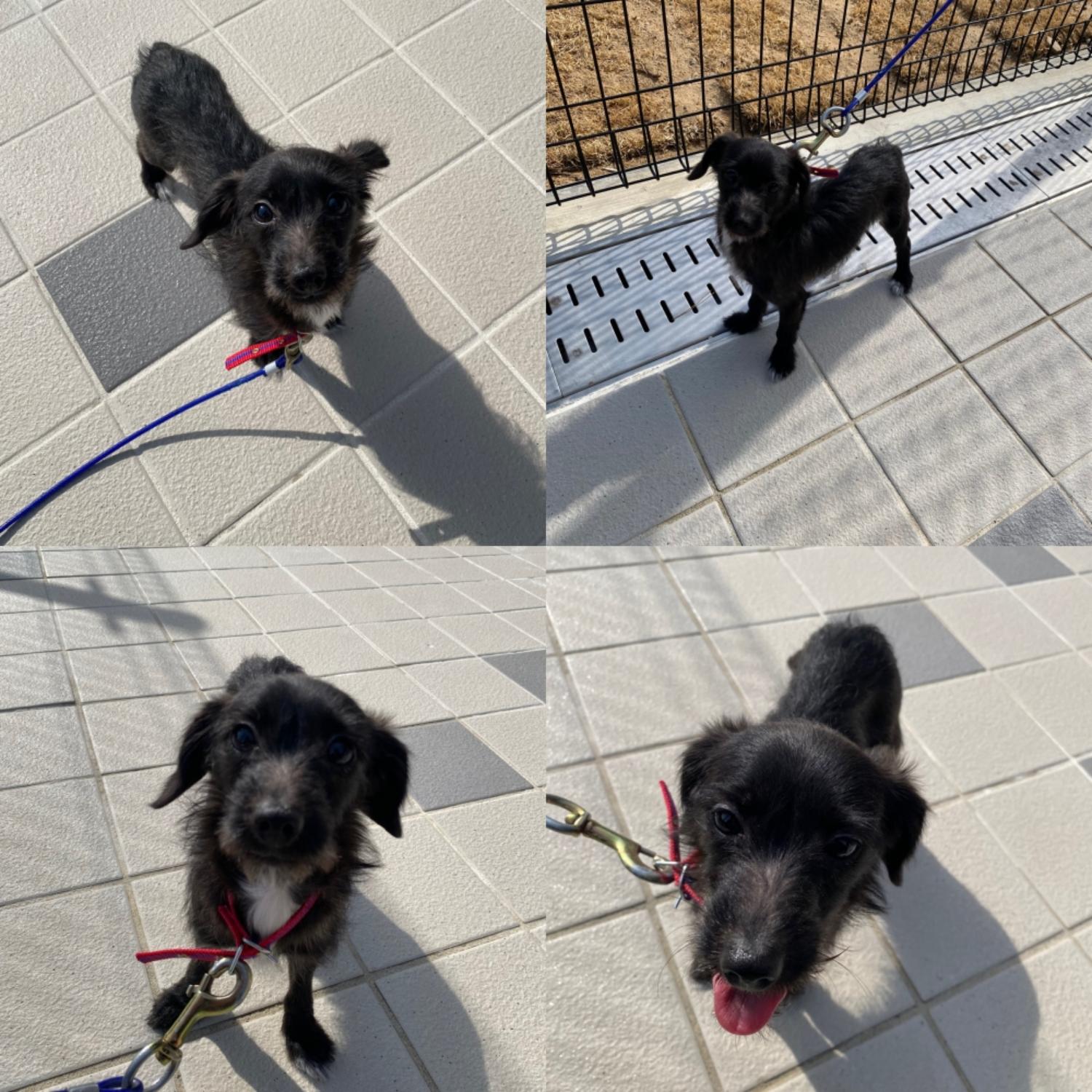 구미시 동물보호센터_447508202500069