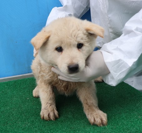 제주 동물보호센터_450650202500409