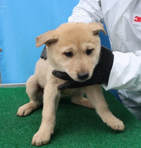 제주 동물보호센터_450650202500412