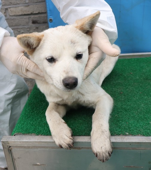 제주 동물보호센터_450650202500420