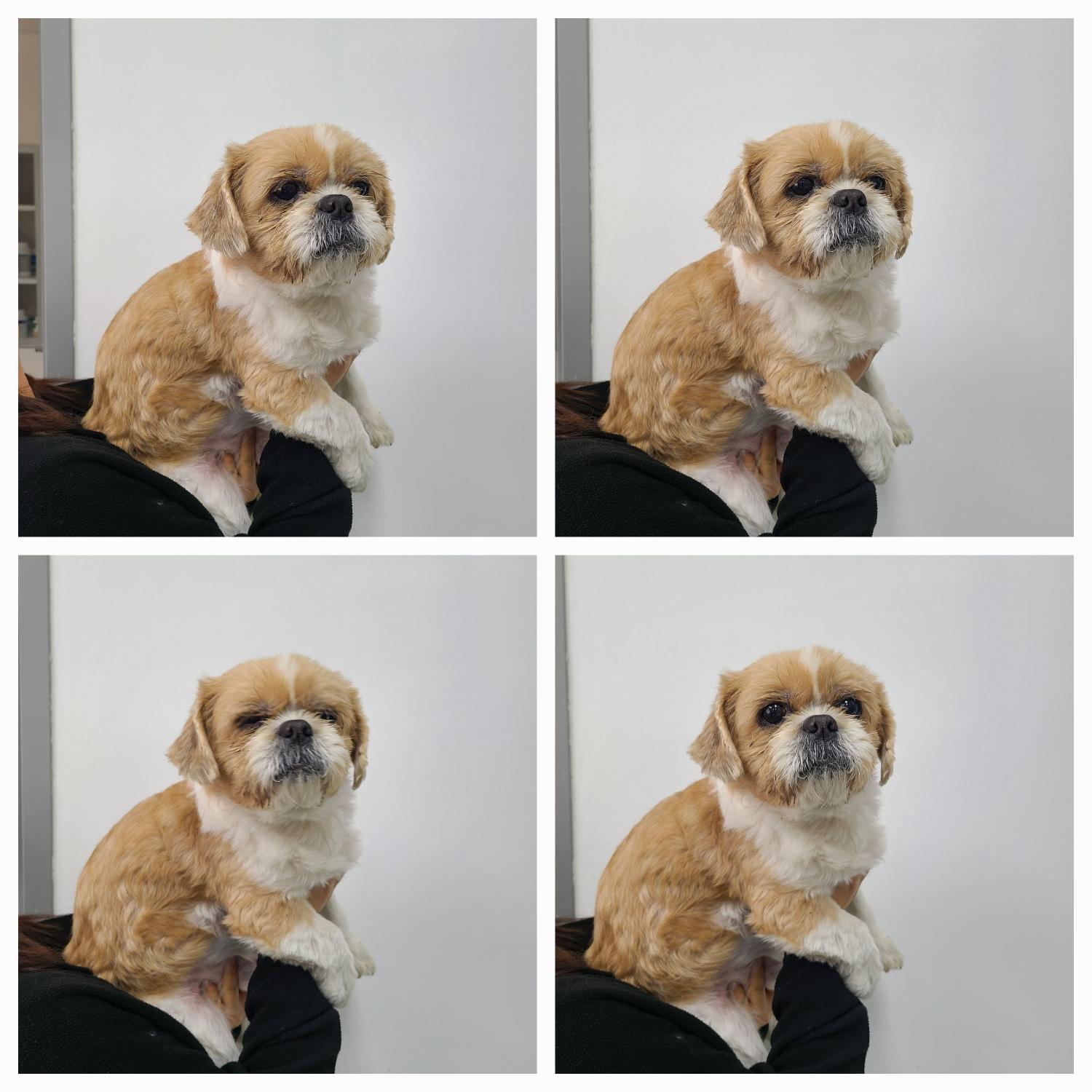 천안시 동물보호센터_444449202500103