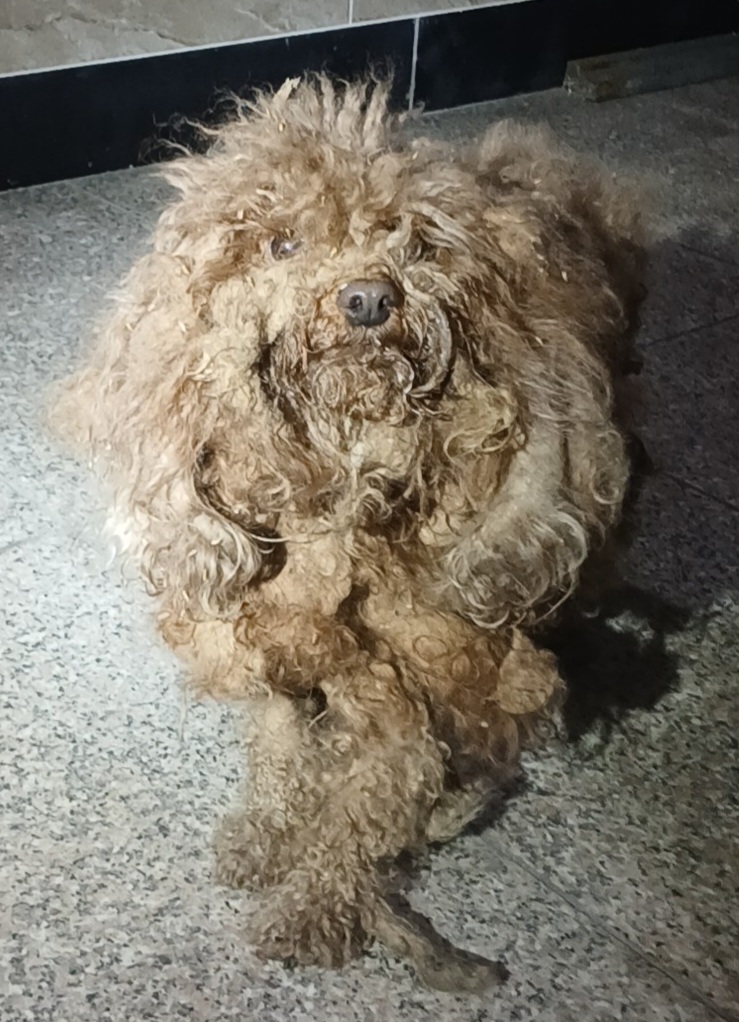 보호중 푸들의 가족…