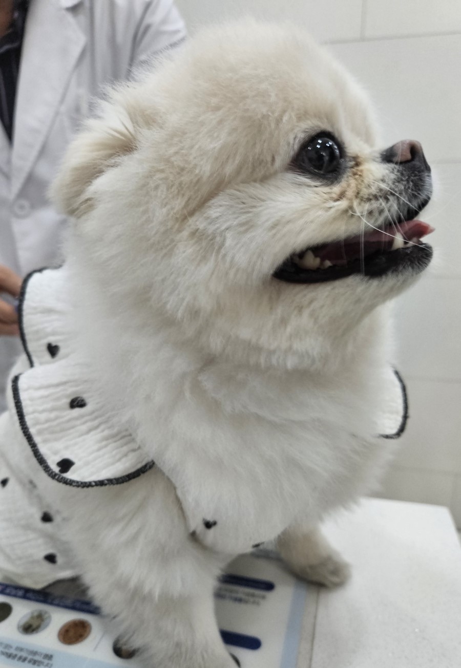 대구유기동물보호협회_427347202500103