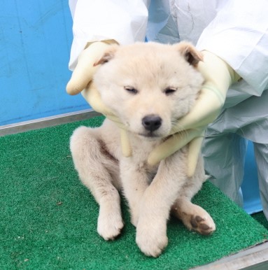 제주 동물보호센터_450650202500418