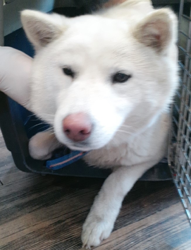 오산 유기동물보호소_441400202500047