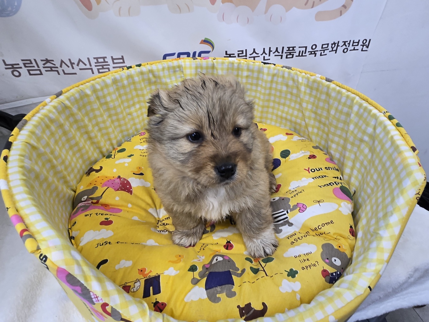 보호중 믹스견의 가…