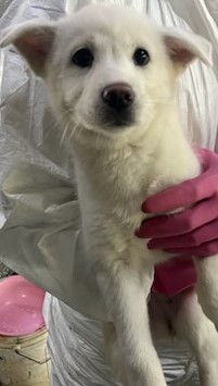 인천광역시수의사회_428351202500025