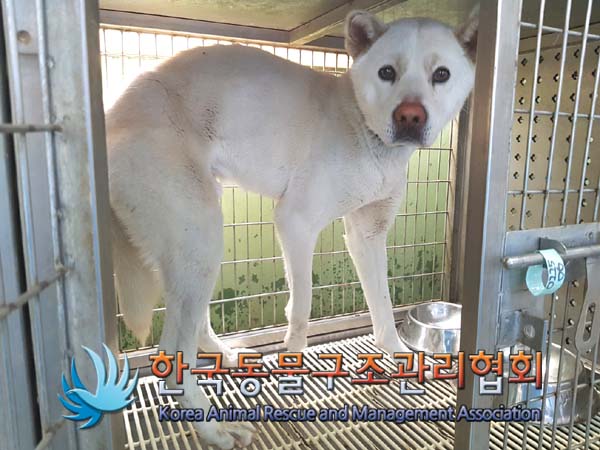 종료(안락사) 믹스…