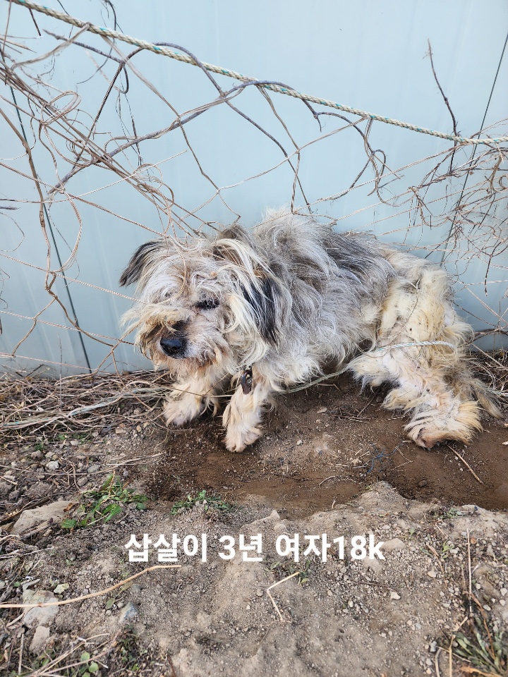 옥천동물병원_443443202500050