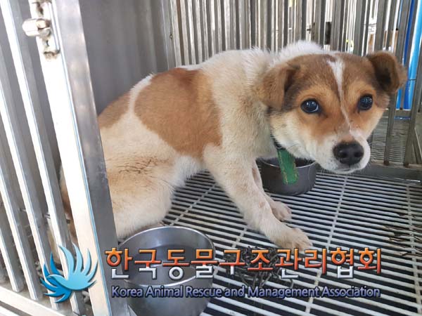 한국동물구조관리협회_441409202500190