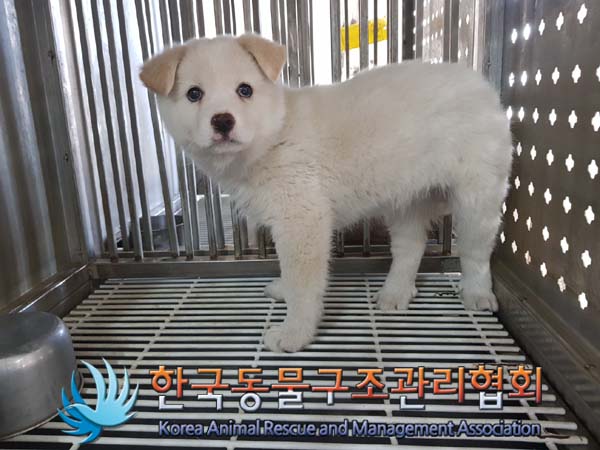 한국동물구조관리협회_441409202500188