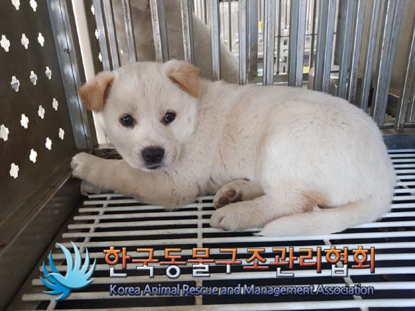 한국동물구조관리협회_441409202500189