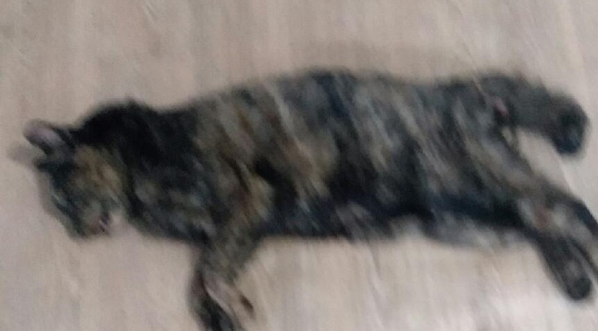 대구유기동물보호협회_427344202500026