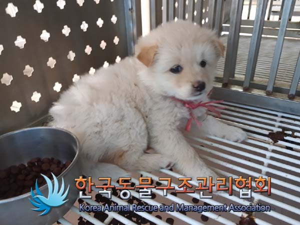 한국동물구조관리협회_441414202500079
