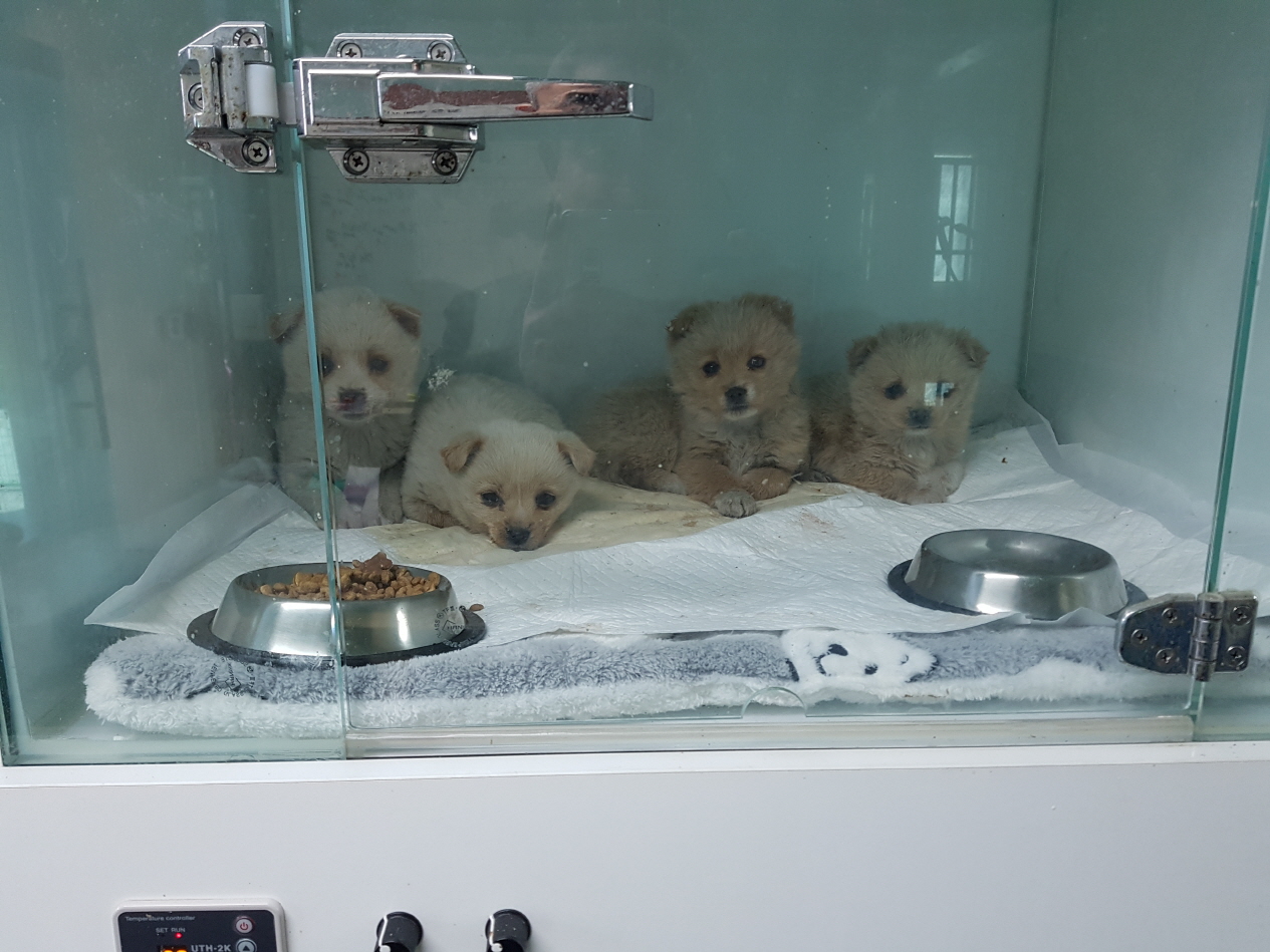 영주시 동물보호센터_447509202500047