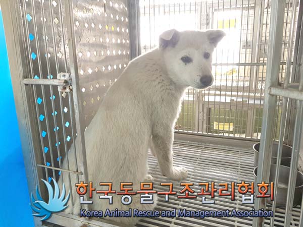보호중 믹스견의 가…