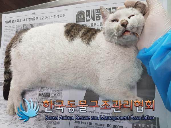 한국동물구조관리협회_411301202500007