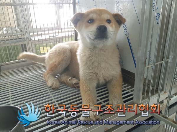 보호중 믹스견의 가…