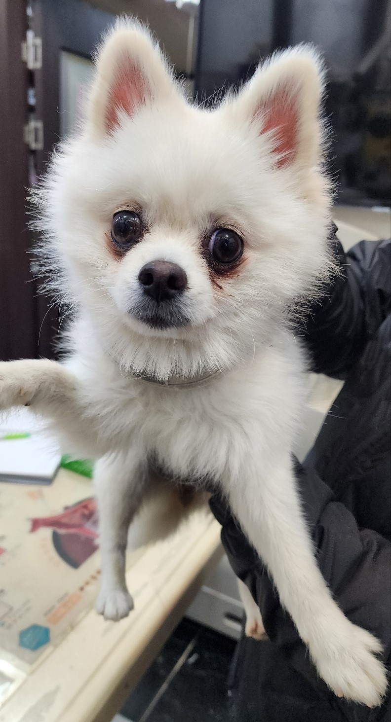공주시 동물보호센터_444450202500026