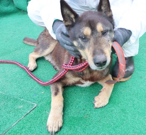 제주 동물보호센터_450650202500426