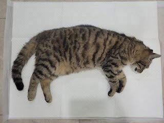 논산시 동물보호센터_444454202500122