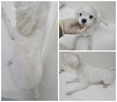 논산시 동물보호센터_444454202500123